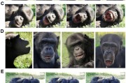梦见捉蛇国际最新研究：机器人“打哈欠” 黑猩猩被传染