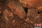 梦见捉蛇江西发现蜘蛛新物种 为研究呵叻蛛属适应区域提供依据